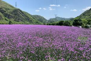 贵州梵净山旅游攻略,贵州梵净山旅游自由行攻略-全攻略